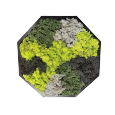 Mos wandpaneel mos schilderij hexagon van rendiermos kleur zwart groen grijs 46 x 50 cm