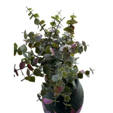 Eucalyptus groen/paars  zijdebloem